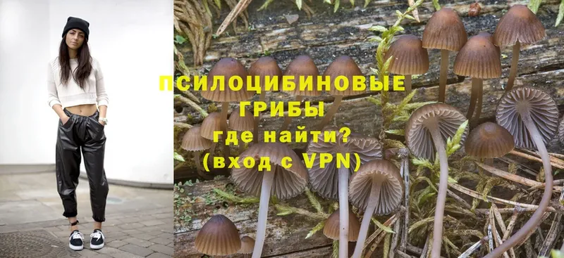 Псилоцибиновые грибы Psilocybe  Берёзовский 